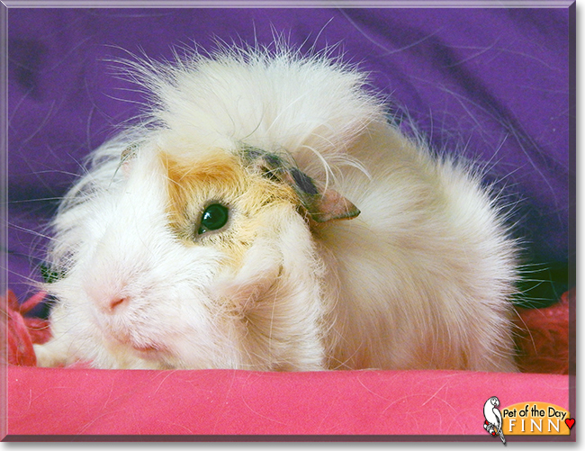 Finn the Guinea Pig, the Pet of the Day the Pet of the Day Finn the Guinea Pig, the Pet of the Day, the Pet of the Day