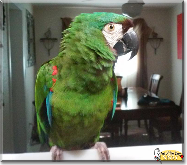 Sissy the Severe Macaw, the Pet of the Day Sissy the Severe Macaw, the Pet of the Day