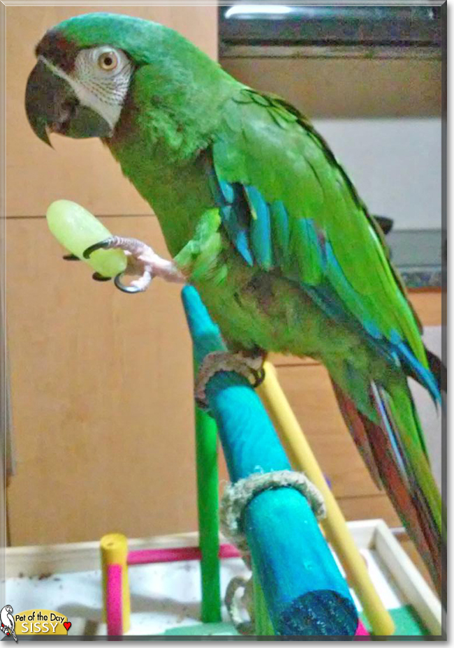 Sissy the Severe Macaw, the Pet of the Day Sissy the Severe Macaw, the Pet of the Day