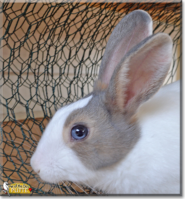 Putte the Rabbit, the Pet of the Day Putte the Rabbit, the Pet of the Day