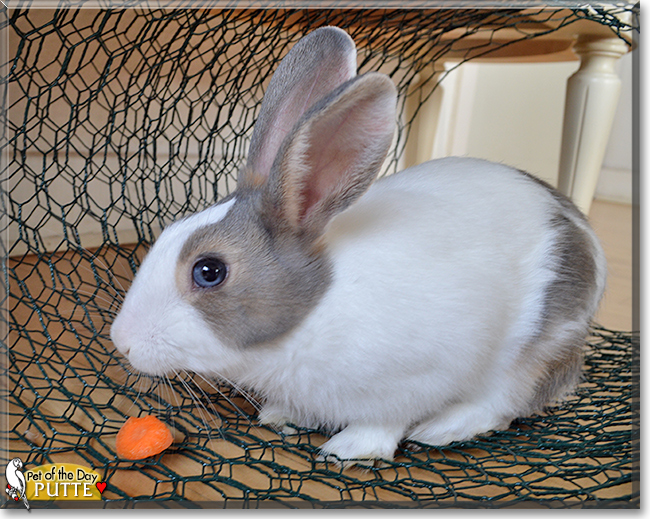 Putte the Rabbit, the Pet of the Day Putte the Rabbit, the Pet of the Day