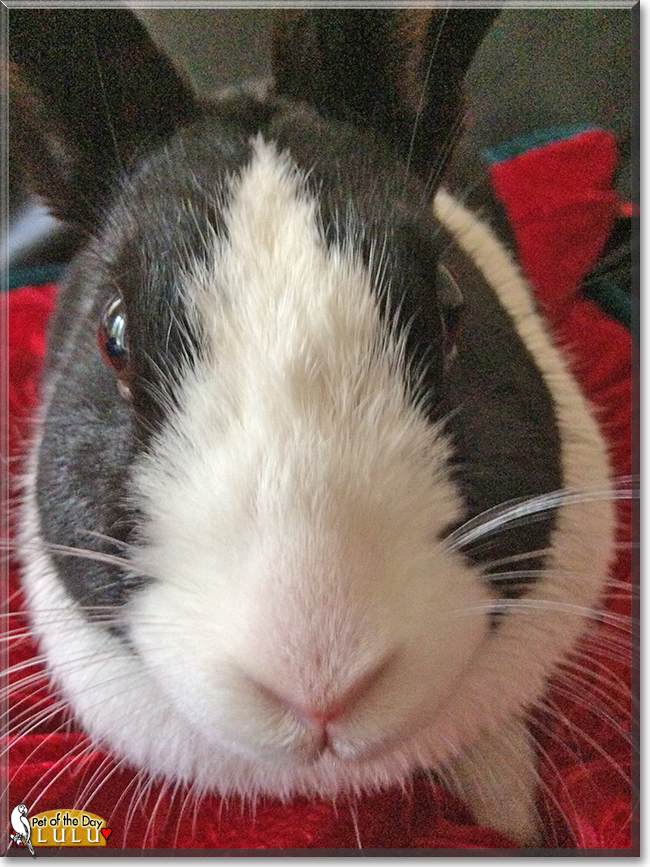 Lulu the Dutch Bunny, the Pet of the Day Lulu the Dutch Bunny , the Pet of the Day