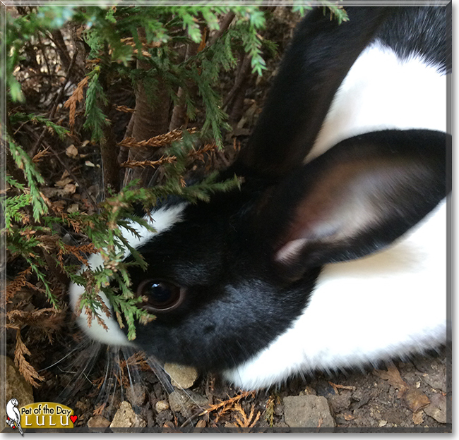 Lulu the Dutch Bunny, the Pet of the Day Lulu the Dutch Bunny , the Pet of the Day