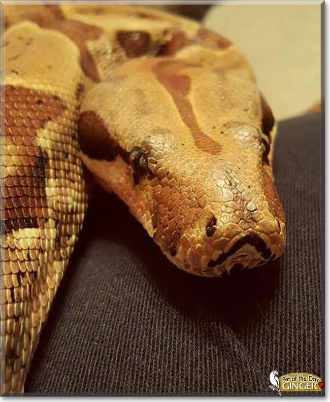Ginger the Red Tail Boa, the Pet of the Day Ginger the Red Tail Boa, the Pet of the Day