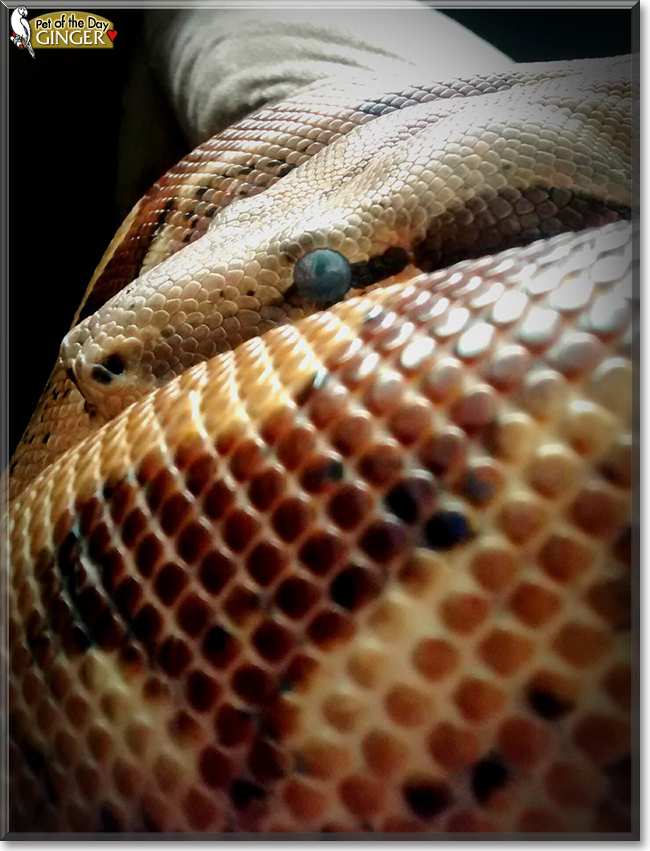 Ginger the Red Tail Boa, the Pet of the Day Ginger the Red Tail Boa, the Pet of the Day