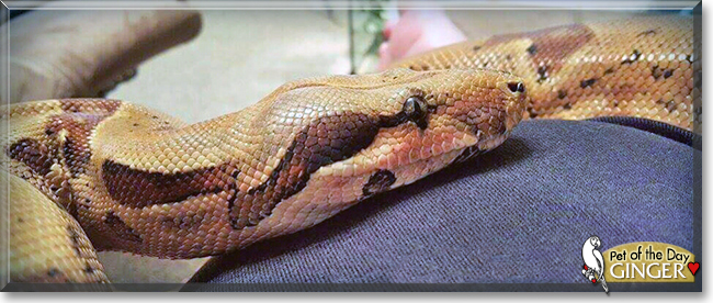 Ginger the Red Tail Boa, the Pet of the Day Ginger the Red Tail Boa, the Pet of the Day