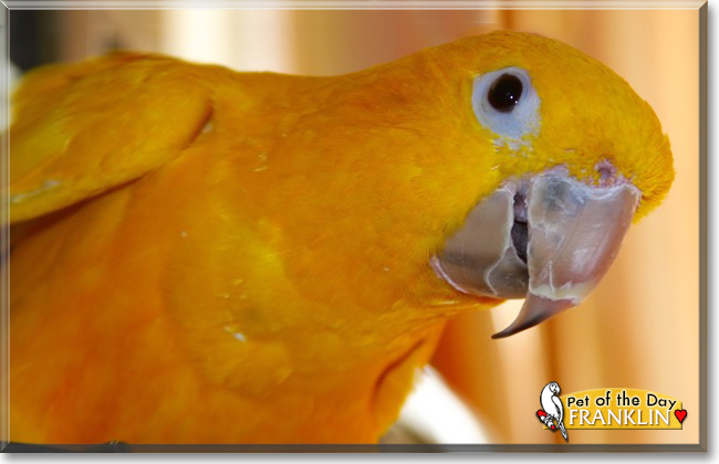 Franklin the Golden Conure, the Pet of the Day Franklin the Golden Conure, the Pet of the Day