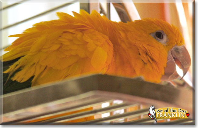 Franklin the Golden Conure, the Pet of the Day Franklin the Golden Conure, the Pet of the Day