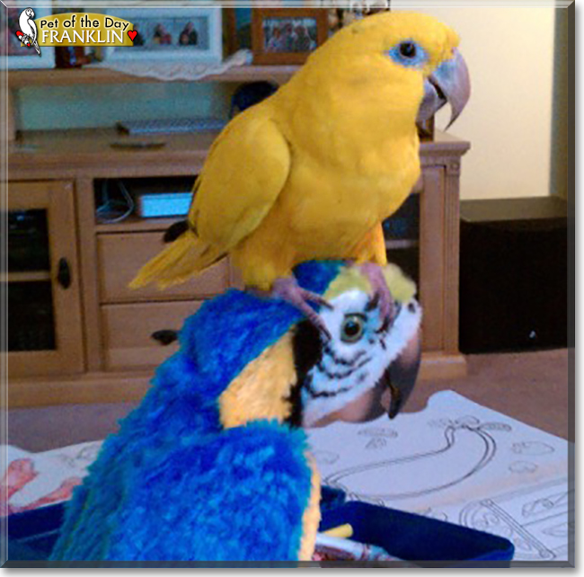 Franklin the Golden Conure, the Pet of the Day Franklin the Golden Conure, the Pet of the Day