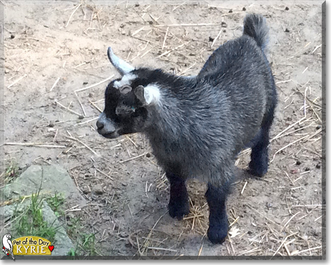 Kyrie the Pygmy Goat , the Pet of the Day Kyrie the Pygmy Goat , the Pet of the Day
