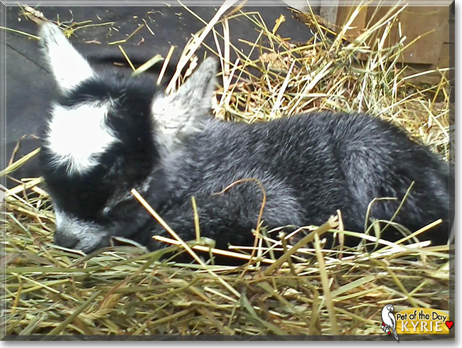 Kyrie the Pygmy Goat, Kyrie the Pygmy Goat , the Pet of the Day