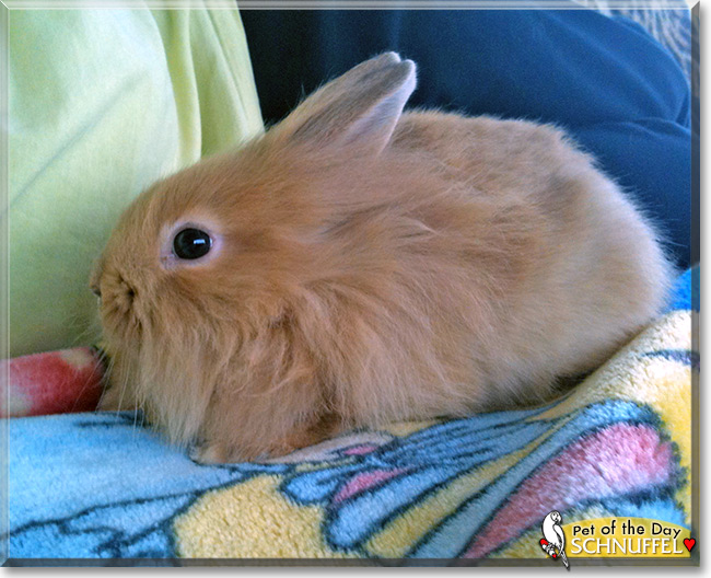 Schnuffel the Lionhead mix Rabbit, the Pet of the Day