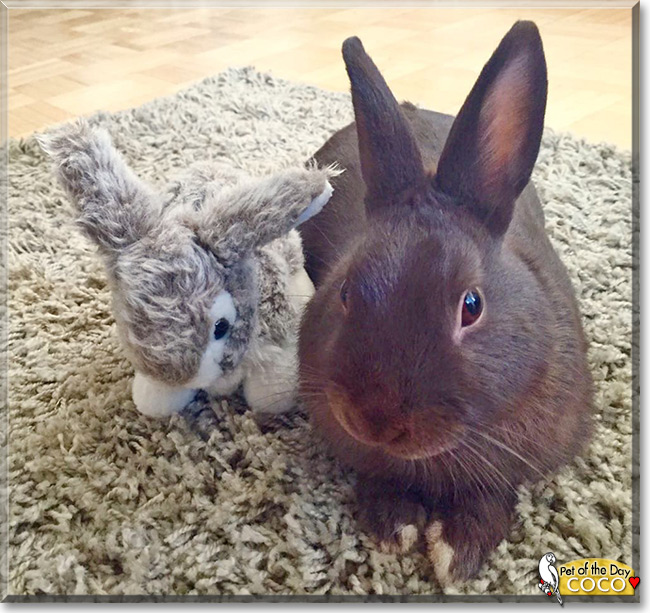 Coco the Dwarf Rabbit mix, the Pet of the Day Coco the Dwarf Rabbit mix, the Pet of the Day