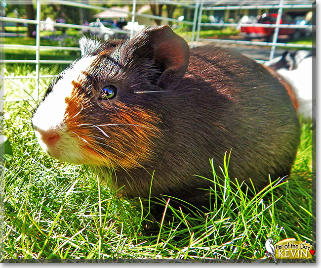 Kevin the Guinea Pig, the Pet of the Day Kevin the Guinea Pig the Pet of the Day