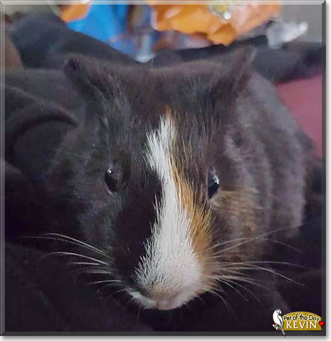 Kevin the Guinea Pig, the Pet of the Day