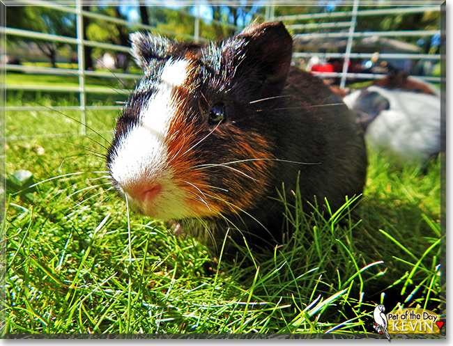 Kevin the Guinea Pig, the Pet of the Day