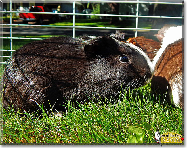 Kevin the Guinea Pig, the Pet of the Day