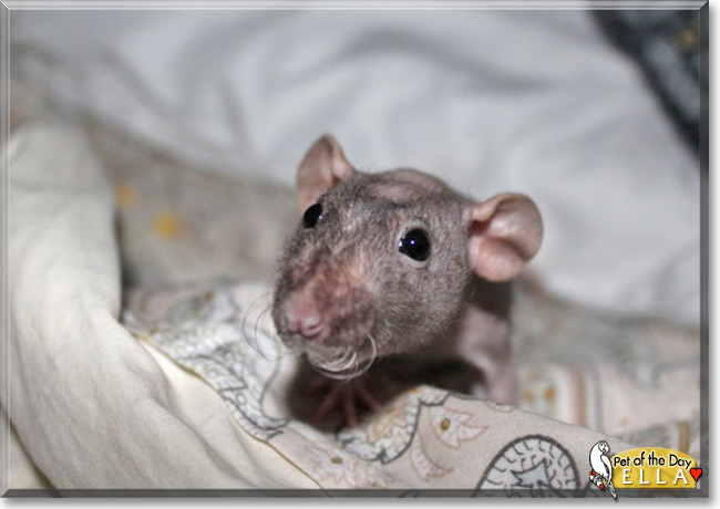 Ella the Hairless Rat, the Pet of the Day Ella the Hairless Rat the Pet of the Day