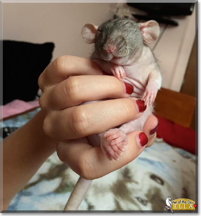 Ella the Hairless Rat, the Pet of the Day