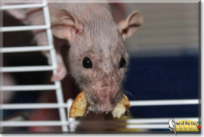 Ella the Hairless Rat, the Pet of the Day