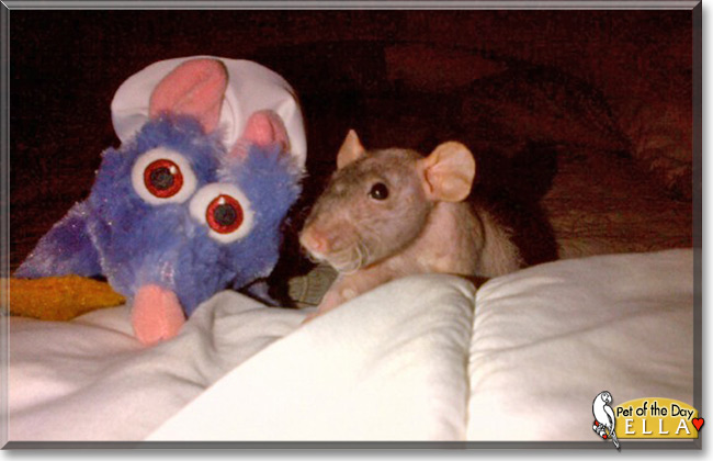Ella the Hairless Rat, the Pet of the Day