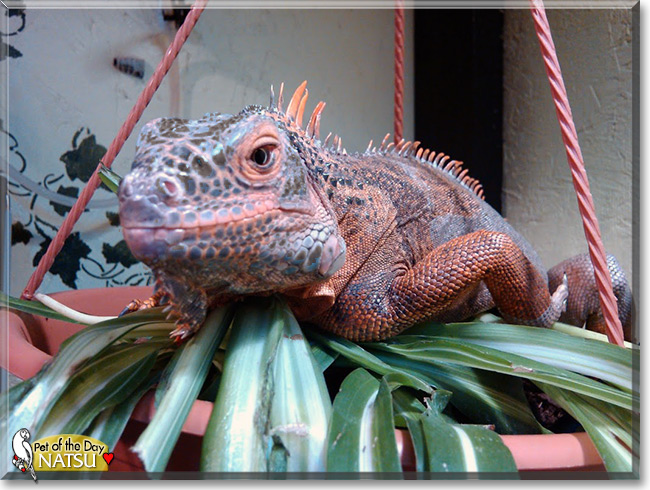 pet red iguana