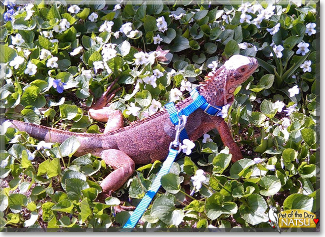 Natsu the Red Iguana, the Pet of the Day