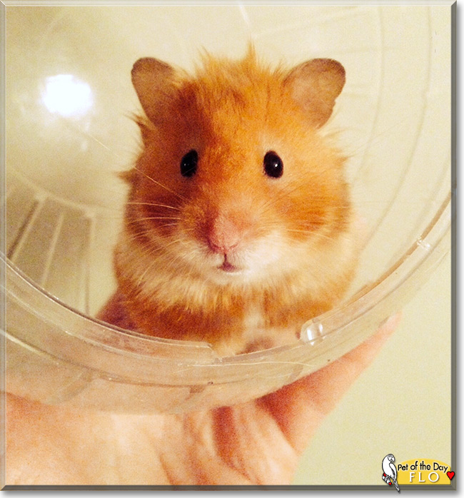 Flo the Syrian Hamster, the Pet of the Day Flo the Syrian Hamster, the Pet of the Day
