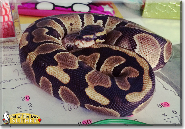 Slither the Ball Python, the Pet of the Day Slither the Ball Python, the Pet of the Day