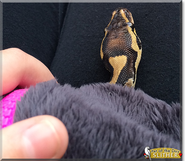 Slither the Ball Python, the Pet of the Day