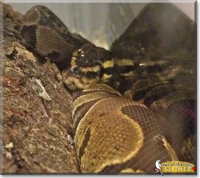 Slither the Ball Python, the Pet of the Day