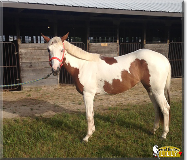 Lilly the American Paint Horse, the Pet of the Day Lilly the American Paint Horse, the Pet of the Day