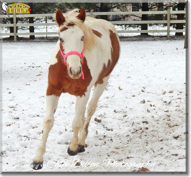 Lilly the American Paint Horse, the Pet of the Day