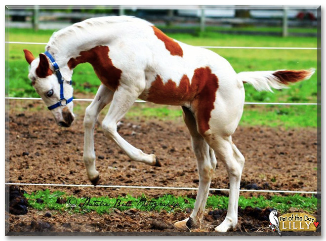 Lilly the American Paint Horse, the Pet of the Day