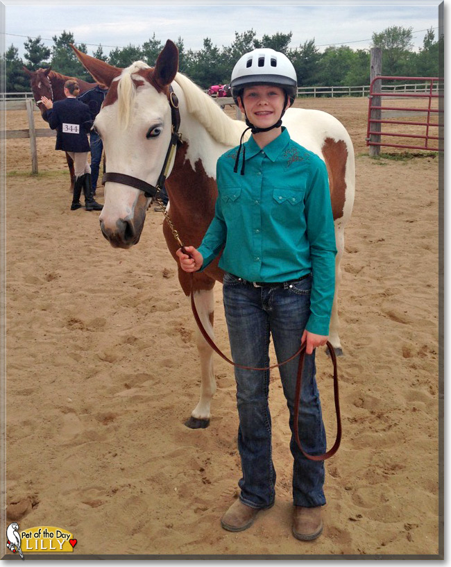 Lilly the American Paint Horse, the Pet of the Day