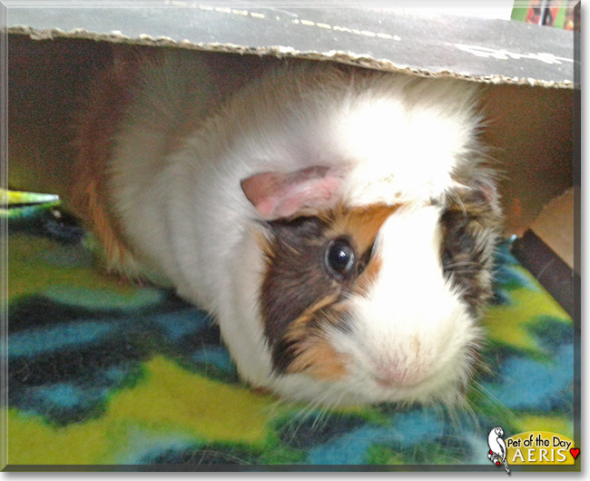 Aeris the Guinea Pig, the Pet of the Day Aeris the Guinea Pig, the Pet of the Day