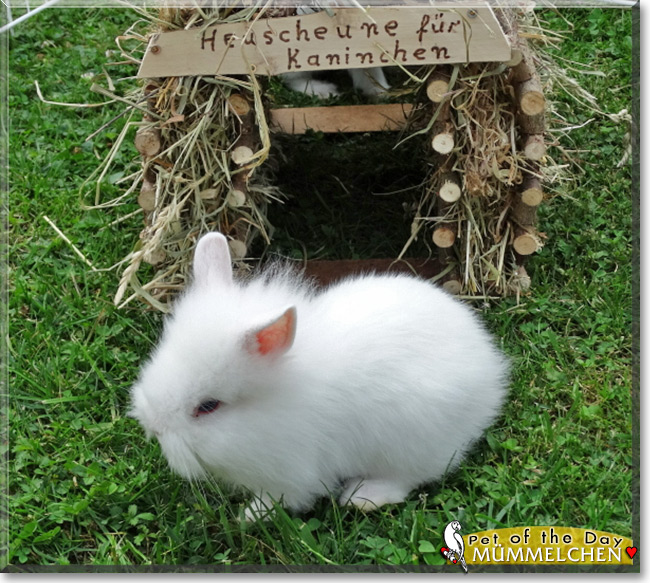 Mümmelchen the Rabbit, the Pet of the Day
