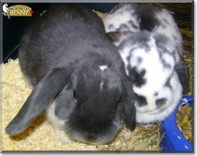 Benny the Lop Rabbit, the Pet of the Day