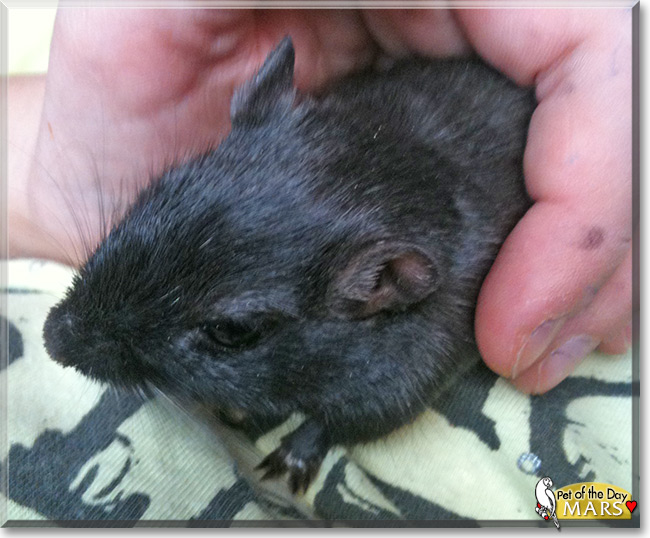 Mars the Gerbil , the Pet of the Day Mars the Gerbil, the Pet of the Day