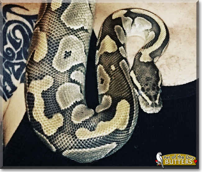 Butters the Butter Ball Python, the Pet of the Day Butters the Butter Ball Python, the Pet of the Day