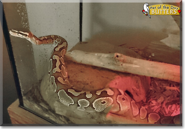 Butters the Butter Ball Python, the Pet of the Day