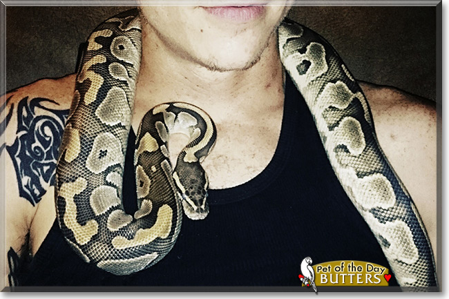 Butters the Butter Ball Python, the Pet of the Day