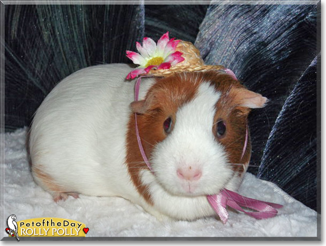 Rolly Polly the Guinea Pig, the Pet of the Day Rolly Polly the Guinea Pig, the Pet of the Day