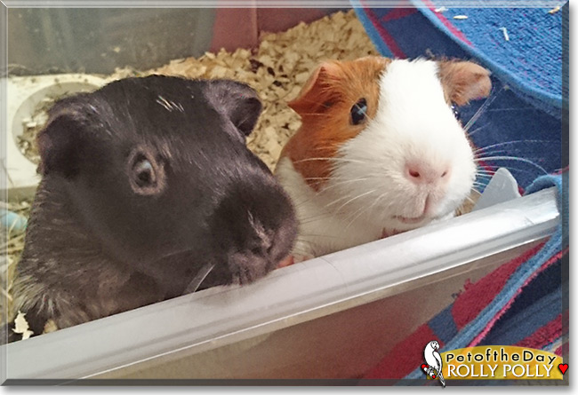 Rolly Polly the Guinea Pig, the Pet of the Day