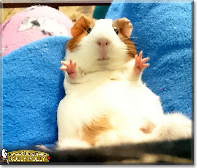 Rolly Polly the Guinea Pig, the Pet of the Day