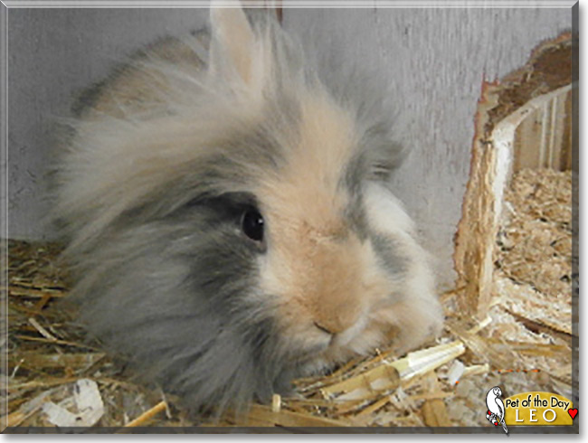 Leo the Lionhead Rabbit , the Pet of the Day Leo the Lionhead Rabbit, the Pet of the Day