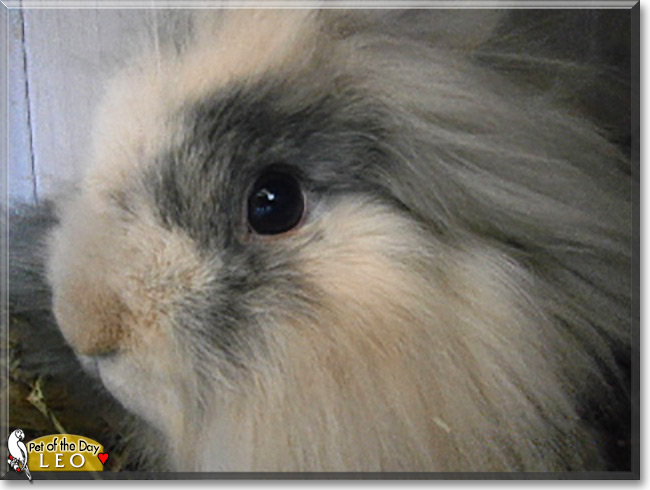 Leo the Lionhead Rabbit , the Pet of the Day