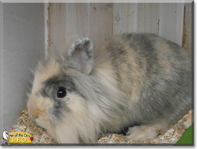 Leo the Lionhead Rabbit , the Pet of the Day