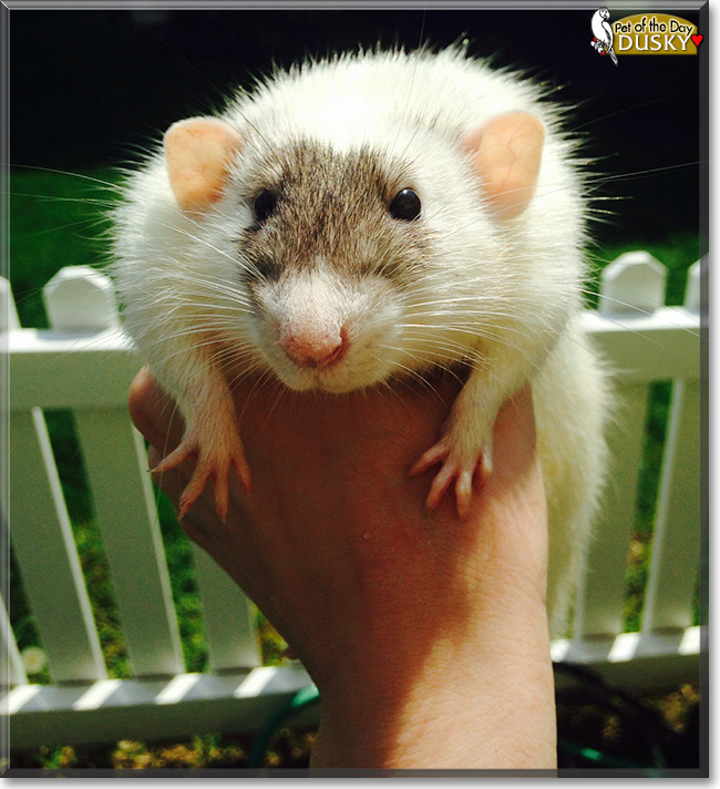 Dusky the Dumbo Rat, the Pet of the Day