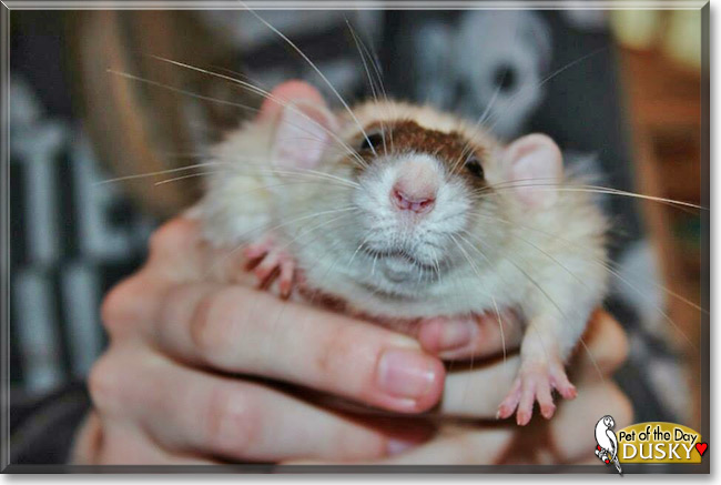 Dusky the Dumbo Rat, the Pet of the Day